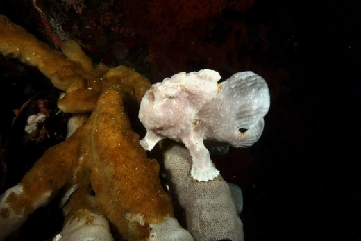 Ze hebben hier ook bijzondere, grote frogfish (voelsprietvissen) die soms mooi poseren