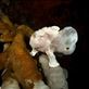 Ze hebben hier ook bijzondere, grote frogfish (voelsprietvissen) die soms mooi poseren: by irko_mirjam, Views[231]
