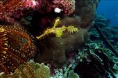 Soms moeilijk te vinden, maar het speuren meer dan waard, een delicate ghost pipefish (buisbek): by irko_mirjam, Views[198]