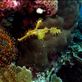 Soms moeilijk te vinden, maar het speuren meer dan waard, een delicate ghost pipefish (buisbek): by irko_mirjam, Views[172]