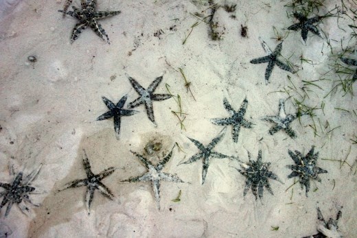 Met laag water moet je oppassen dat je niet op een van de vele zeesterren trapt