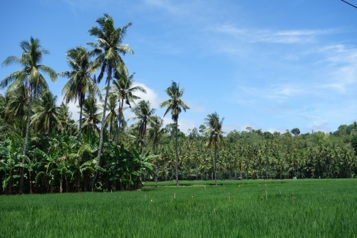 Rijstveld in Siquijor