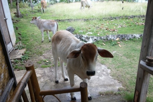 Zo nu en dan hadden we bezoekers