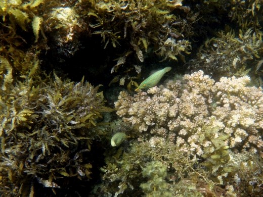 Soms moet je veel moeite doen om tijdens het snorkelen iets leuks te spotten