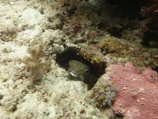 Deze egelvis speelt verstoppertje