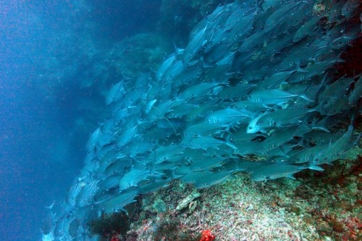 Een school jackfish die langs de wand stroomt