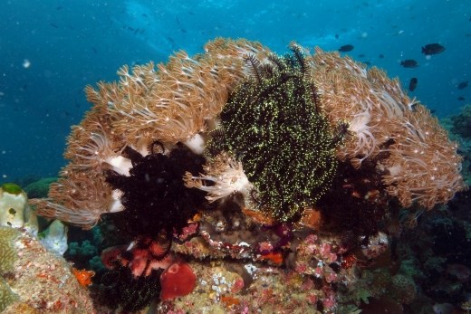 Een zeelelie heeft zich tussen het zachte koraal genesteld