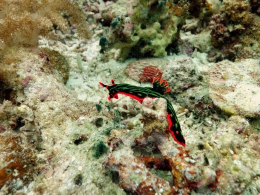 Een (voor ons) nieuwe nudibranch
