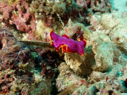 Mooi gekleurde platworm