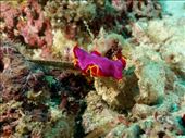 Mooi gekleurde platworm: by irko_mirjam, Views[288]