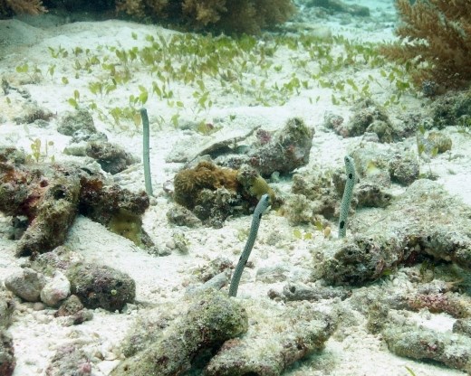 Deze garden eels zijn erg schuw en daardoor moeilijk van dichtbij te bewonderen