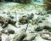 Deze garden eels zijn erg schuw en daardoor moeilijk van dichtbij te bewonderen: by irko_mirjam, Views[456]