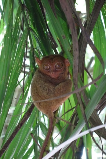 De oudste van alle primaten, de Tarsier, is hier op Bohol in sommige van zijn habitats nog te bewonderen