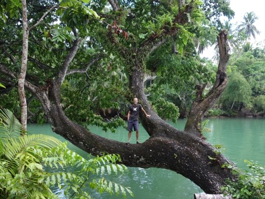 Nog een primaat in een boom