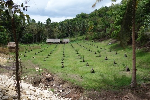 Hier worden de vechthanen gefokt