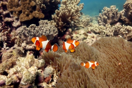 Gezellig? onderonsje bij de anemoonvisjes