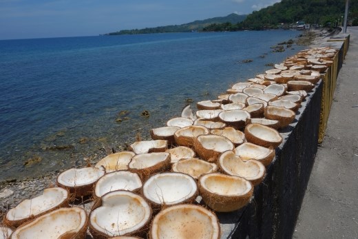 Overal ligt wel wat te drogen, zoals deze kokosnoten hier, tussen de weg en de zee in