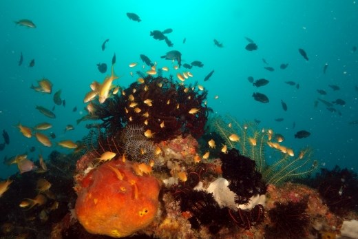 Het onderwaterleven van Jagna