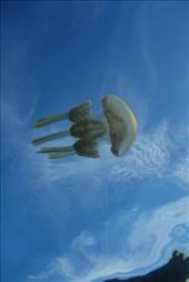 Laagvliegende kwal: by irko_mirjam, Views[309]