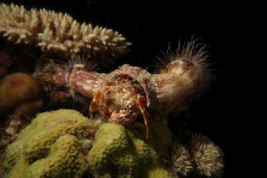 Deze krab wordt vergezeld door anemonen, die hij bij het betrekken van een nieuw huisje voorzichtig lospeuterd en meeneemt