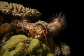Deze krab wordt vergezeld door anemonen, die hij bij het betrekken van een nieuw huisje voorzichtig lospeuterd en meeneemt: by irko_mirjam, Views[235]