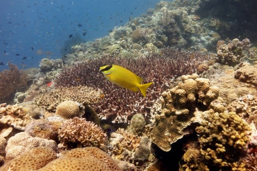 Konijnvis boven het koraal