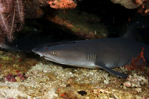 Achterdochtige blik van de witpuntrifhaai 