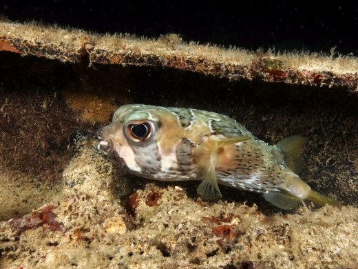 De zwartgevlekte egelvis