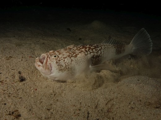 Nadat deze sterrenkijker werd opgeschrikt graaft hij zich bliksemsnel weer in