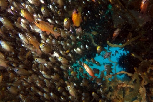 Een school vissen in een wrak