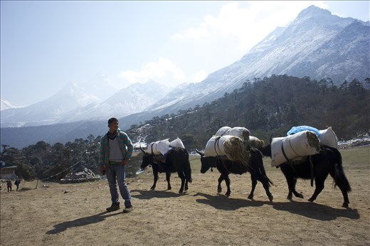 Yaks are indispensable for transporting goods in the high altitude regions of the Himalayas. They can carry over 100 kgs of cargo over precarious terrain. Without them, I would have only made it to base camp with the clothes on my back.