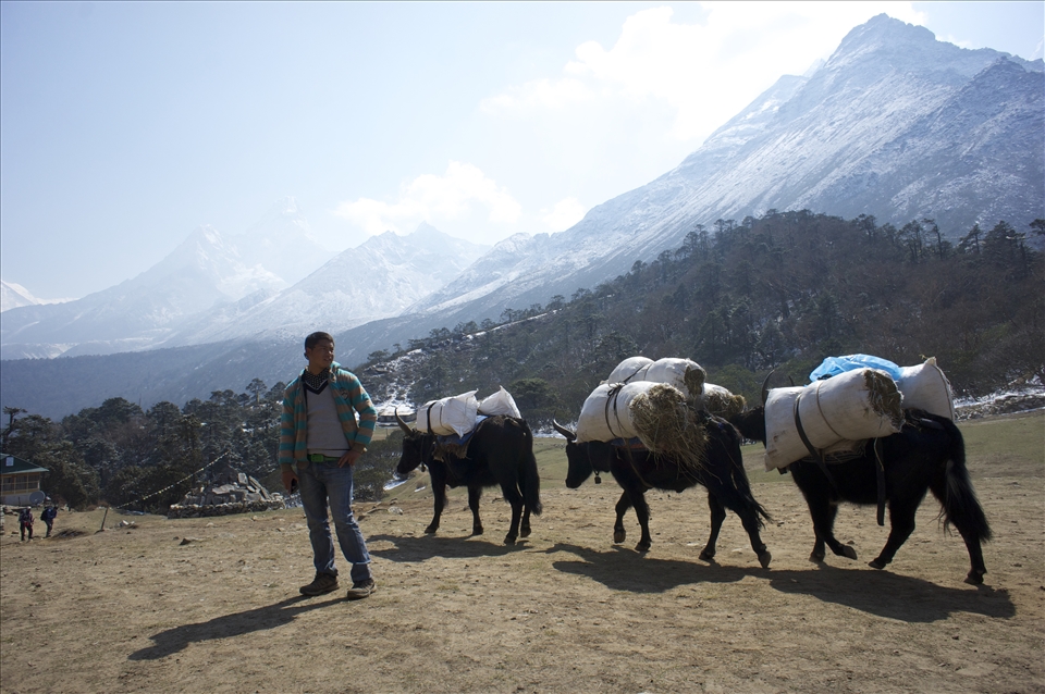 Yaks are indispensable for transporting goods in the high altitude regions of the Himalayas. They can carry over 100 kgs of cargo over precarious terrain. Without them, I would have only made it to base camp with the clothes on my back.