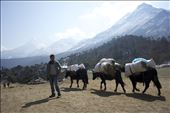 Yaks are indispensable for transporting goods in the high altitude regions of the Himalayas. They can carry over 100 kgs of cargo over precarious terrain. Without them, I would have only made it to base camp with the clothes on my back.: by ishita, Views[603]