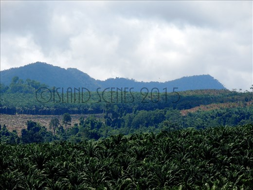 Arriving to Bialla's magnificent Hargy Oil Palm's sceneries..
