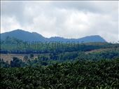 Arriving to Bialla's magnificent Hargy Oil Palm's sceneries..: by islandscenes, Views[330]