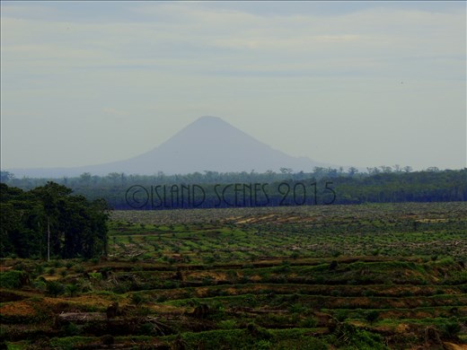 Passing oil palm plantations owned by New Britain Palm Oil (NBPOL) with Mount Ulawun in the background.