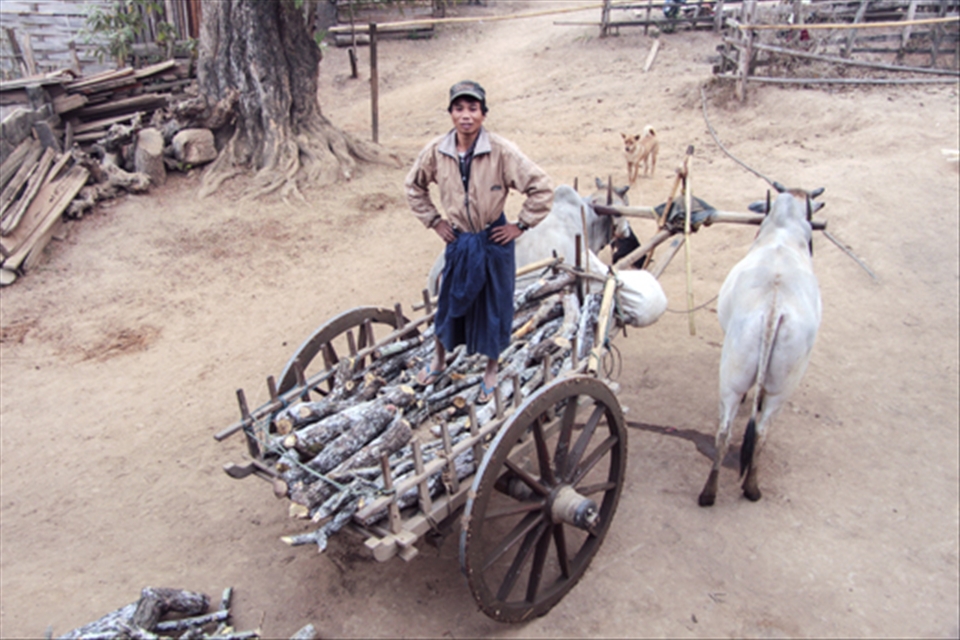 Every early morning, the 40-year old Manue, a son of Pushia, returns with his oxen from the nearby forest with a wagon full of wood. Dressed in his traditional Myanmar longji and a jacket to warm him from the morning cold, he has been following in the footsteps of his father since he was a child. Manue delivers the wood to some of the neighbors in exchange of goods (rice, vegetables, eggs, etc) and sometimes to the neighboring villages in exchange of money that helps him buy specific goods and medicine for his family
