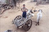 Every early morning, the 40-year old Manue, a son of Pushia, returns with his oxen from the nearby forest with a wagon full of wood. Dressed in his traditional Myanmar longji and a jacket to warm him from the morning cold, he has been following in the footsteps of his father since he was a child. Manue delivers the wood to some of the neighbors in exchange of goods (rice, vegetables, eggs, etc) and sometimes to the neighboring villages in exchange of money that helps him buy specific goods and medicine for his family: by isma, Views[900]