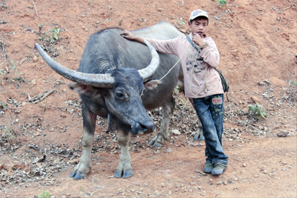 Almost every day, Thura, the 10 year old son of Manue and Hayma, (his name means bravery in Burmese), takes his father’s buffaloes on a walk to the river. The buffaloes enjoy their journey grazing along the way to finally take a dip in the refreshing river. Thura sometimes joins his animal friends in the water and plays with them. He told me that the water buffalo posing with him in the photo is his oldest friend. After I departed from this village, I was overwhelmed with how this small family lived in togetherness with themselves and nature; how much the mother forest has to give to its brave child if he can appreciate and value what she has to offer