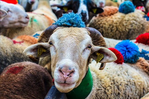 This is a glimpse into the 2000 year old tradition of the adventures that happen each summer during the migration of nearly 3000 bell-clad and decorated sheep. Every year, a group of local shepherds gather their flocks, to trek by foot from the low lands of Southern France, up through the Cévennes. This is no ordinary event, over the week or so they move up the mountains, the sheep are dressed in colourful paint and pom-poms. The community of shepherds have continued this tradition for generations, to give their flocks fresh grass to eat in the cool mountains to avoid the blistering hot summer months by the coast. This method of moving the sheep gradually rather than quickly and easily in a lorry, is unique, and with our culture wanting to do everything instantly, these people are fighting for this wonderful tradition to continue!


