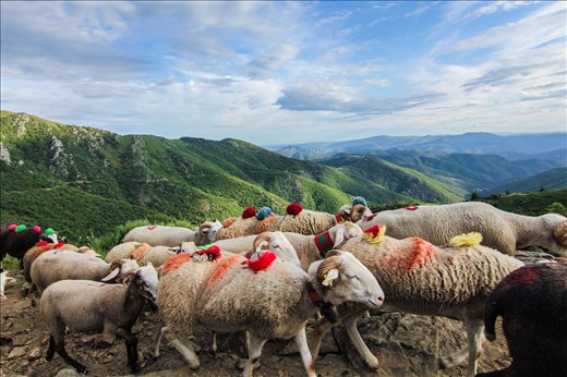 The shepherds and their flocks come from all different areas, so to begin with, there are groups of around 100-200 sheep trekking with their individual shepherds. There is a momentous time, where all these different flocks join together at the Pont Moutonnier. The Pont Moutonnier literally means 'sheep bridge'. This was built specifically for the flocks to cross from one side of the mountain to the other, and is still used today. At this point, the total number of sheep joining together can be up to 3000. Here we see the sheep rushing past after just crossing the bridge.
