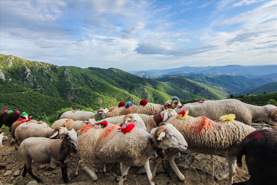 The shepherds and their flocks come from all different areas, so to begin with, there are groups of around 100-200 sheep trekking with their individual shepherds. There is a momentous time, where all these different flocks join together at the Pont Moutonnier. The Pont Moutonnier literally means 'sheep bridge'. This was built specifically for the flocks to cross from one side of the mountain to the other, and is still used today. At this point, the total number of sheep joining together can be up to 3000. Here we see the sheep rushing past after just crossing the bridge.