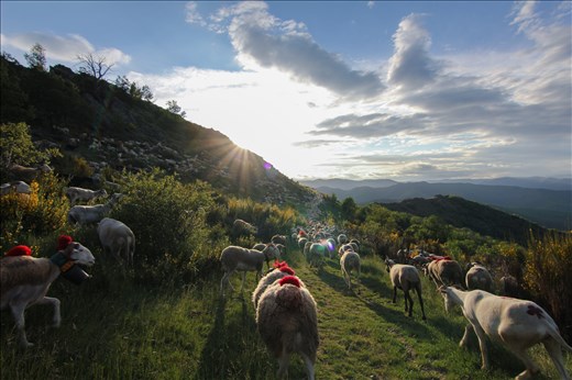 It's long hard days for the shepherds to keep their flocks from going into ditches, and leading them along the long winding mountainous paths. They face all kinds of weather conditions, injuries, and sleep under the stars each night. 