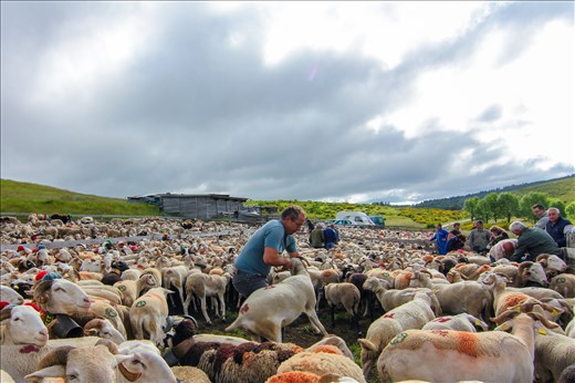 Once they have reached the final destination, the sheep are placed in a pen. To mark the end of the journey, the shepherds remove the pom poms and bells for another year. This is a tough job, taking many hours to remove all the decorations from the tired sheep. After this is finished, one shepherd and his wife, spend 3 months in a tiny wooden shack looking after the many flocks, letting them eat new grass, tending to them and making sure they stay safe. This gives time for the other shepherds to go and refresh and look after their farms in the lowlands, ready for another year, before their sheep return. 