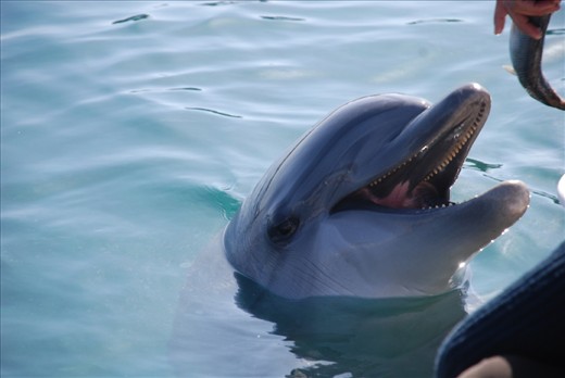 the dolphine isanxious and  waiting for his meal. when you see the smile on his face you realize that it doesn't care for the difficulties Israel is passing