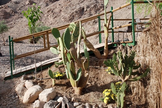 The smily face from the cactus shows that it's the only one who enjoys the hot weather from outside. It also can be the oldest from the area, who knows..