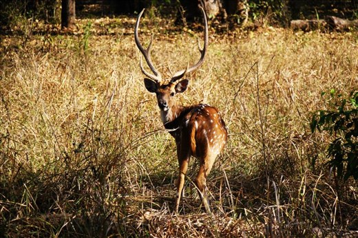 Wildlife at Bandhavgarh National park, Madhya Pradesh