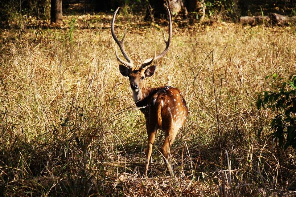 Wildlife at Bandhavgarh National park, Madhya Pradesh