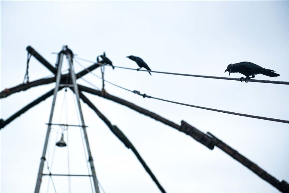 Scavenger crows wait for their opportunity to steal what little is raised.