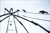 Scavenger crows wait for their opportunity to steal what little is raised.: by itchyfeats, Views[375]
